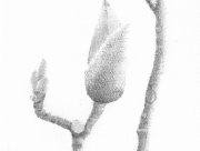 Magnolia heptapeta (2) [2014]